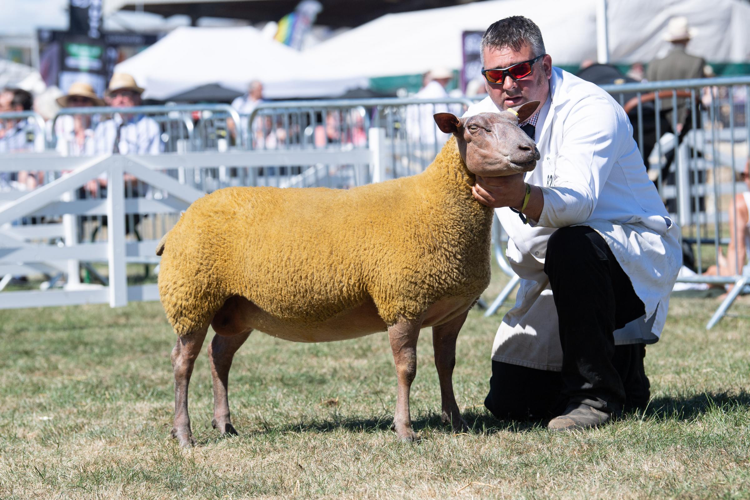 British Rouge champion was from IE and AC Teasdale Ref:RH130722072  Rob Haining / The Scottish Farmer...