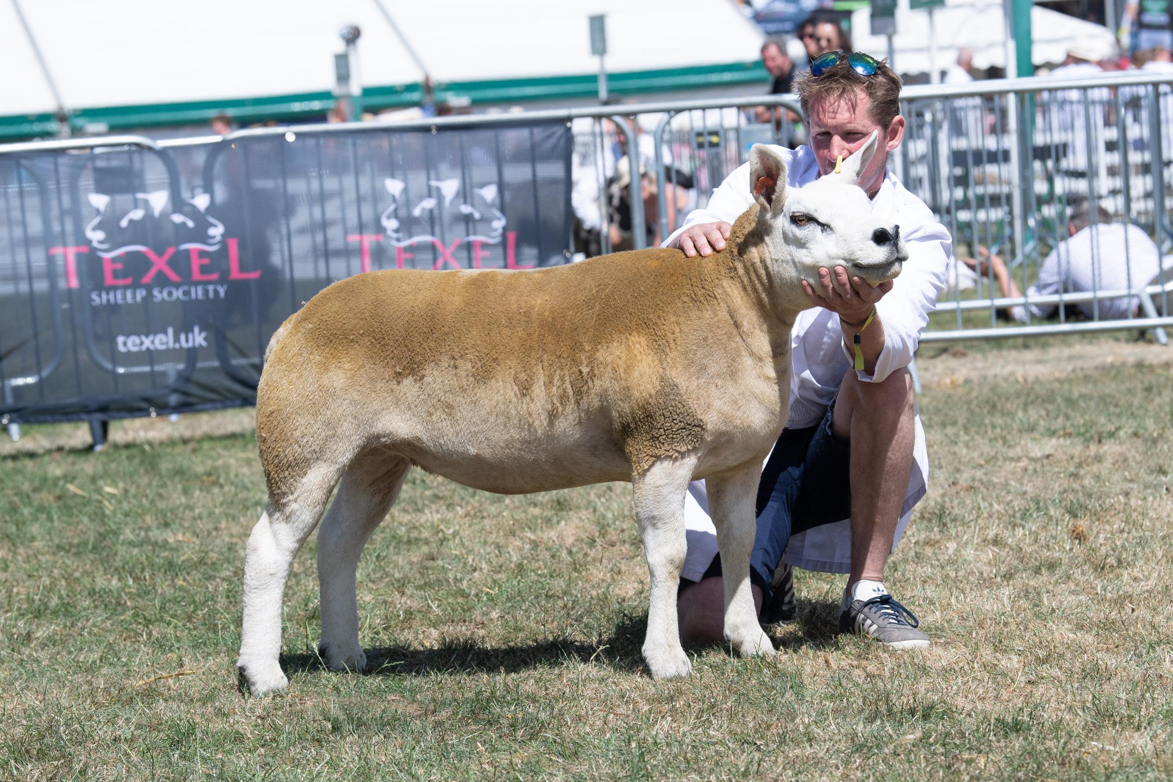 Texel champion was the shearling ewe from the Clark family  Ref:RH130722056  Rob Haining / The Scottish Farmer...