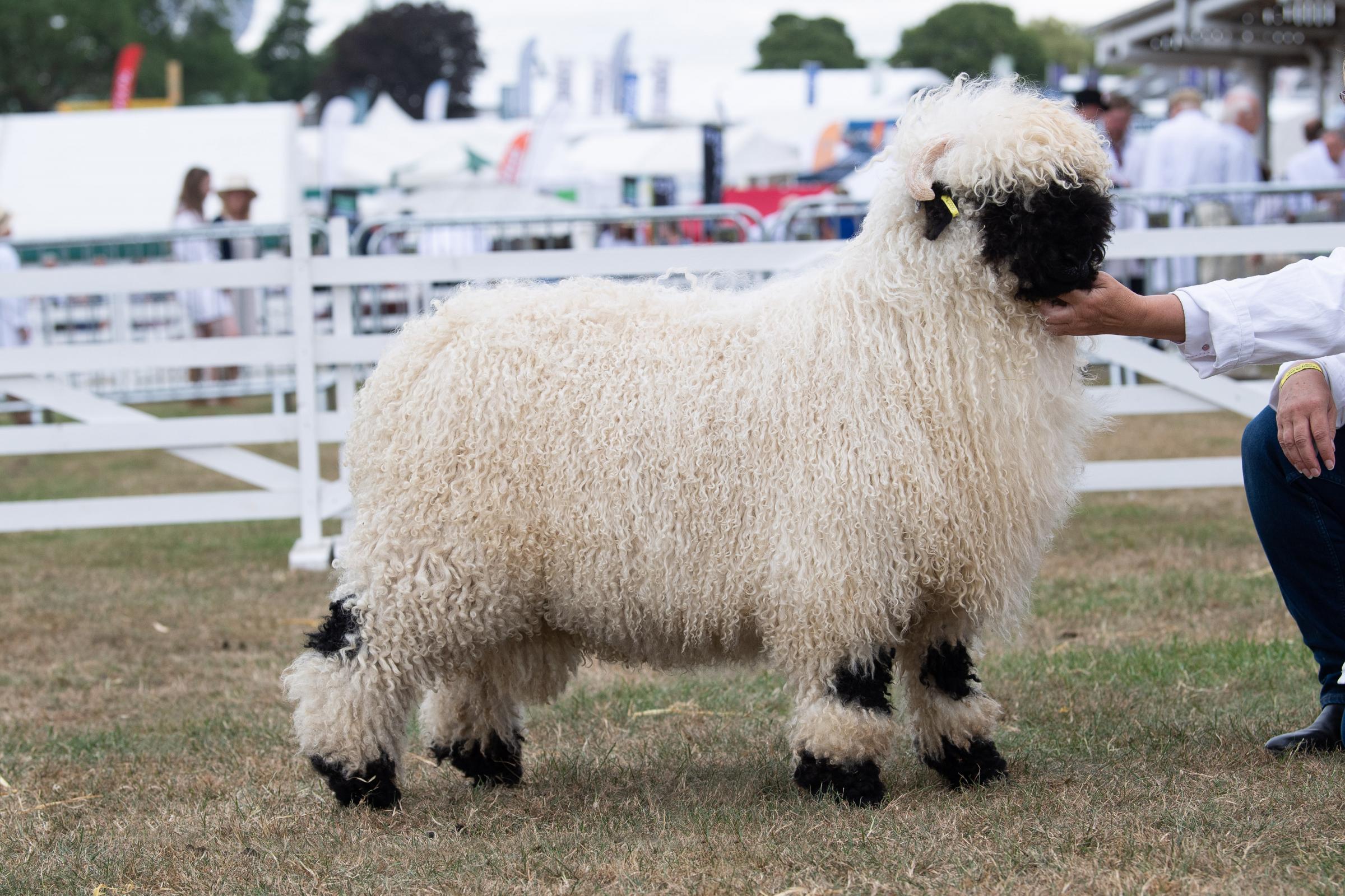 Valais Blacknose champion was the ram lamb from the Teasdales Ref:RH120722108  Rob Haining / The Scottish Farmer...