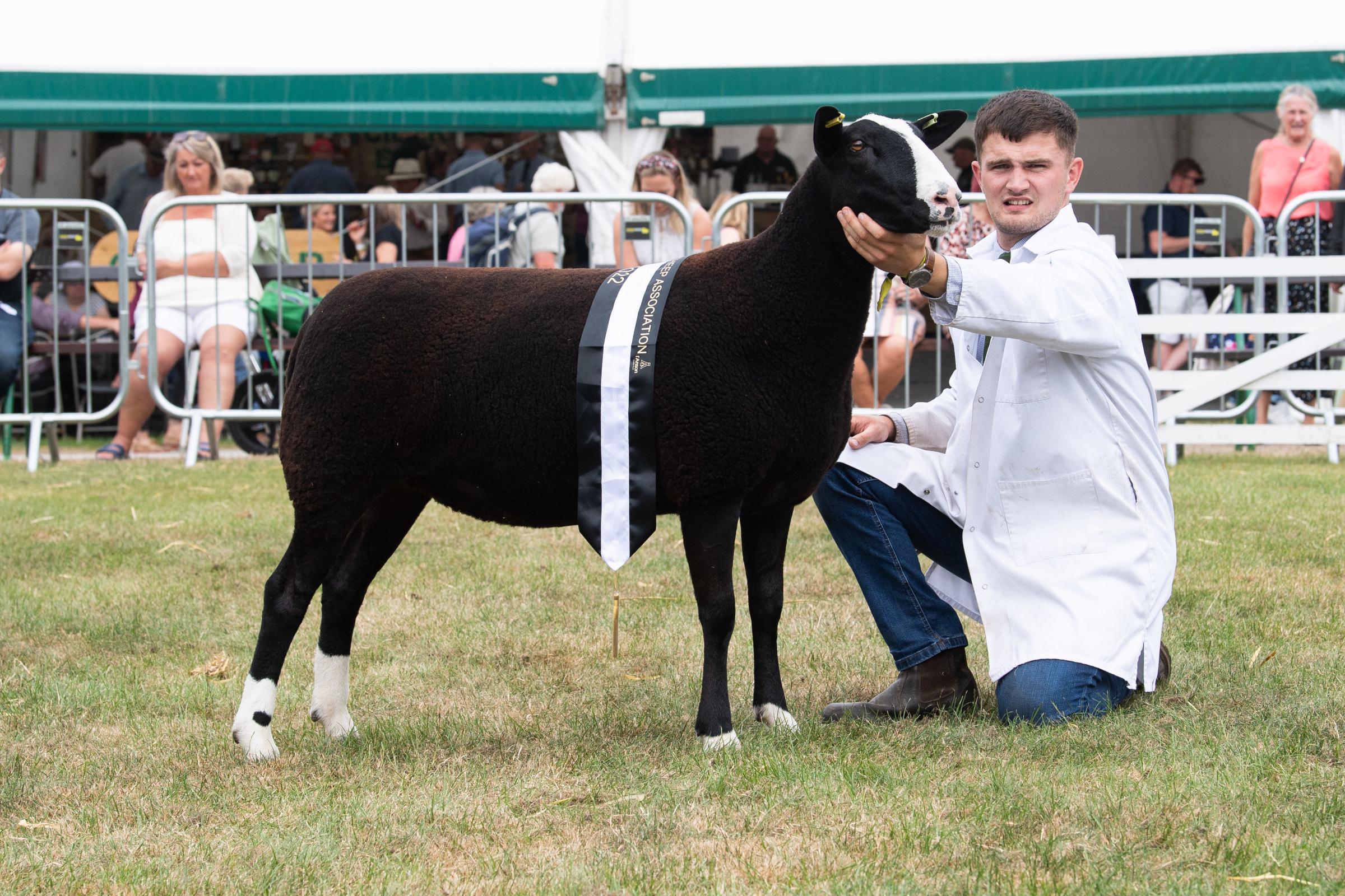 T and G Blamires ewe stood champion in the Zwartbles section Ref:RH120722068  Rob Haining / The Scottish Farmer...