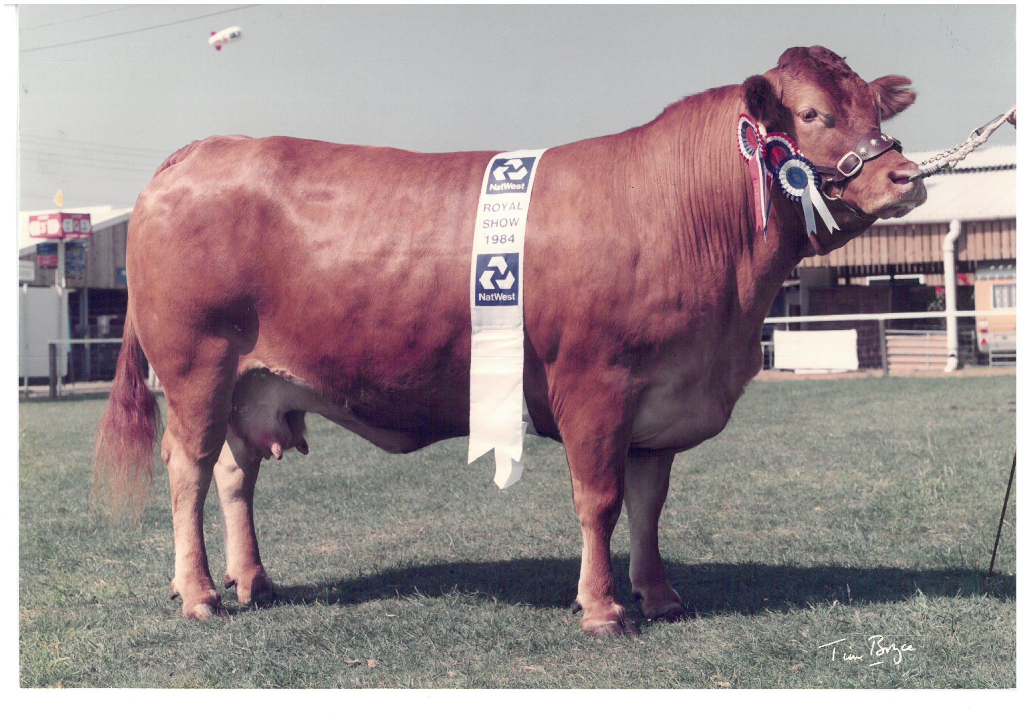 Druk Larissa, Royal Show champion in 1984 which went on to make 29,000gns in 1995 selling to the USA