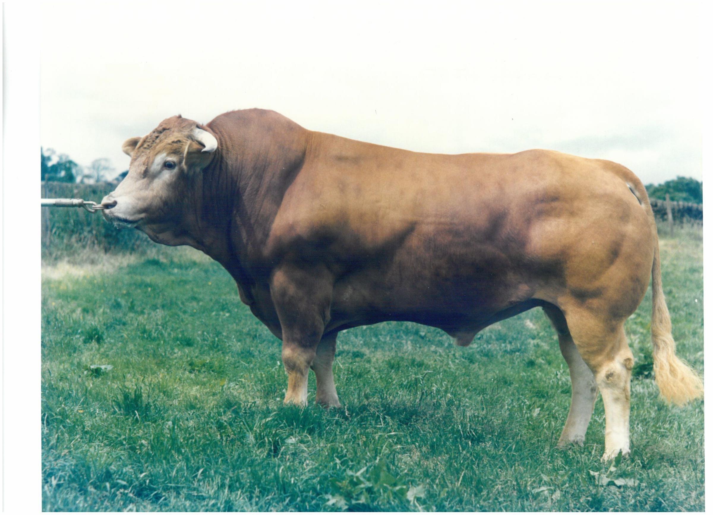 Fanfaron – one of the first imports and sold widely by MMB Milk Marketing Board