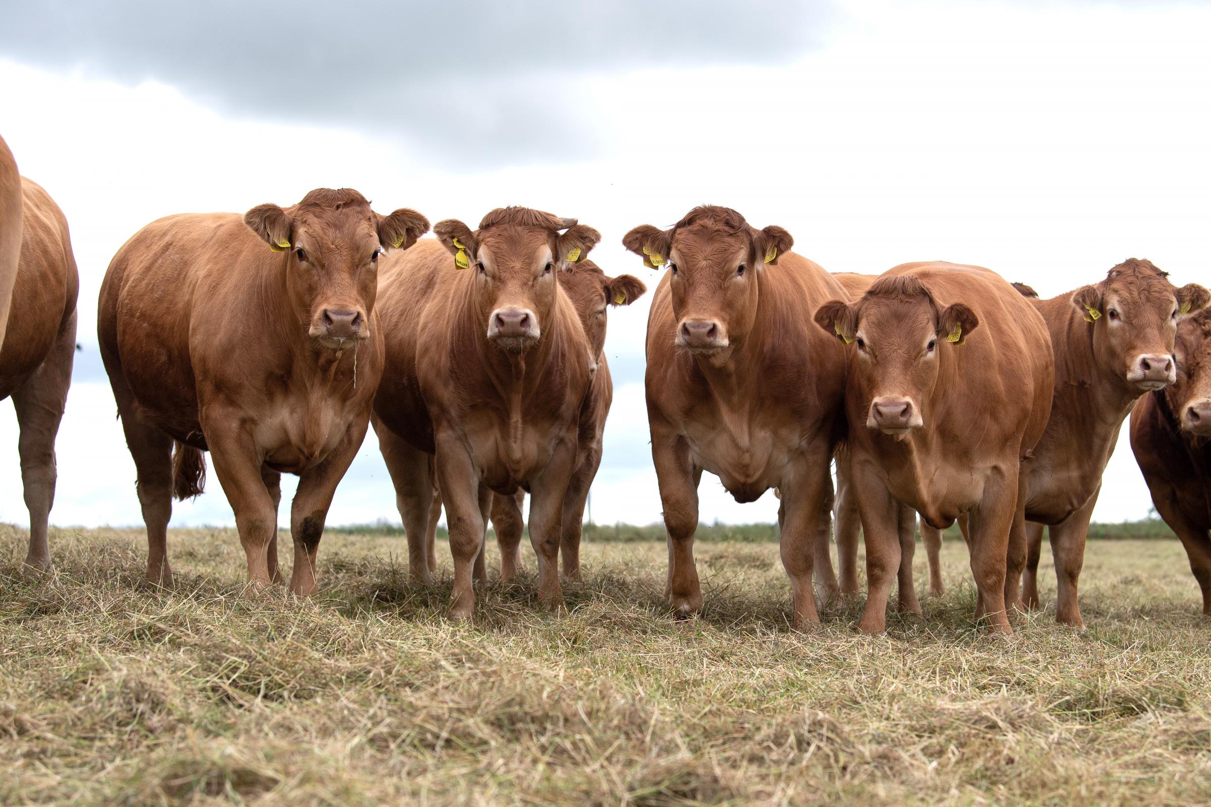 The Pennys retain 18-20 heifers for breeding of which a handful are always sold privately   Ref:RH0807221110  Rob Haining / The Scottish Farmer...