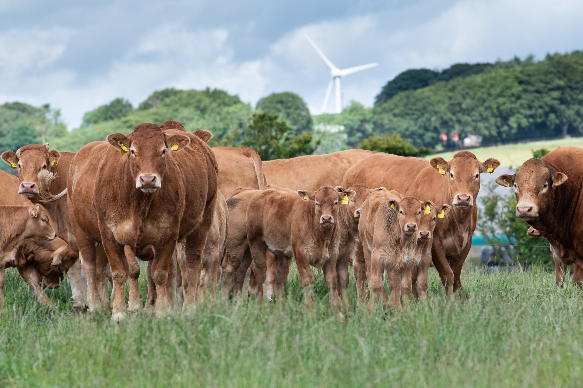 Heifers calve and join the herd at two and half to three years of age  Ref:RH080722266  Rob Haining / The Scottish Farmer...