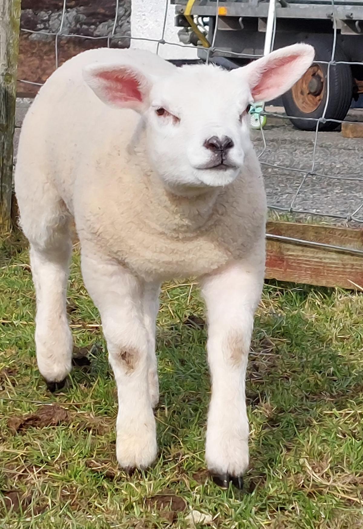 Ruth MacDonald - Texel ewe lamb Nabhar Forget-Me-Not enjoying the sun