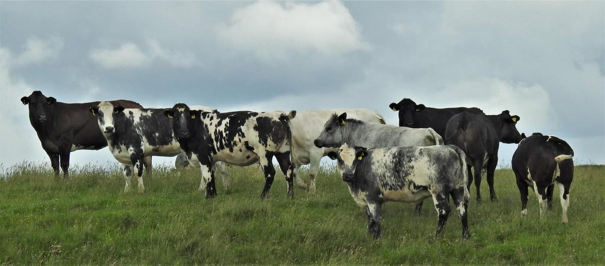 Morag Gordon - Heifers grazing on sunnyside, cumnock