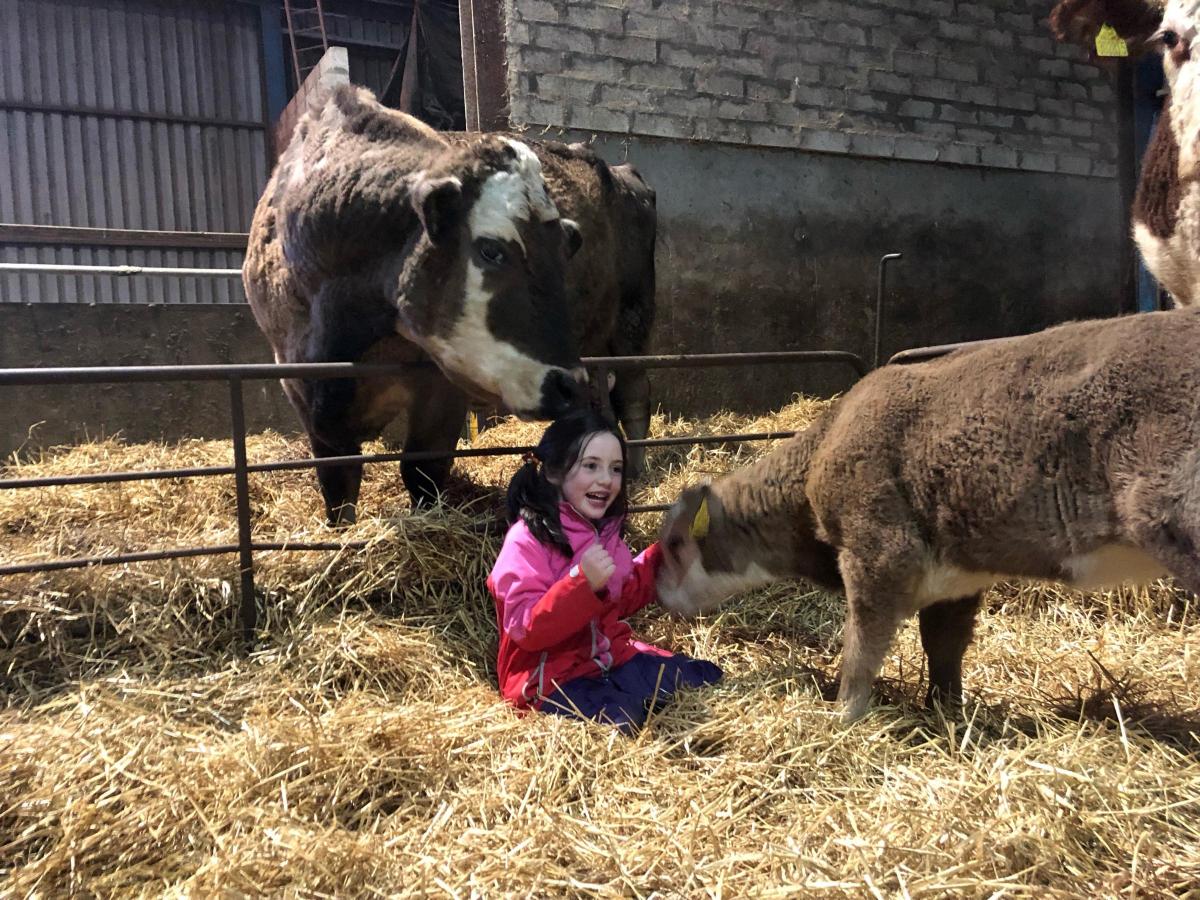 Amanda Reid (Chapel of Garioch,Inverurie) - Fun in the calf pen - Zoe Ellis age 6 with her pet cow Betty and her calf ‘Little Betty’.