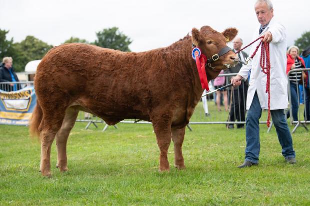 The Scottish Farmer: Limousin champion from Ian Nimmo Ref:RH230722033 Rob Haining / The Scottish Farmer...