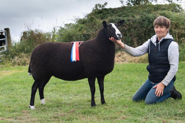The Scottish Farmer: Zwartlbes champion was the ewe from the Barmurrie flock Ref:RH230722038 Rob Haining / The Scottish Farmer...