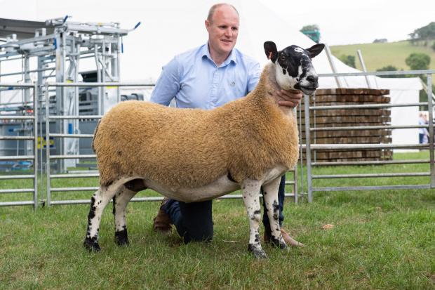 The Scottish Farmer: Alan Warnock took the Mule top ticket with the ewe Ref:RH230722021 Rob Haining / The Scottish Farmer...