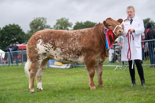 The Scottish Farmer: Prime cattle champion was from Lucy Clark Ref:RH230722032 Rob Haining / The Scottish Farmer...