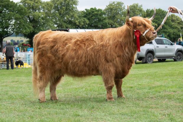The Scottish Farmer: Highland cattle champion from the Sloans Ref:RH230722018 Rob Haining / The Scottish Farmer...