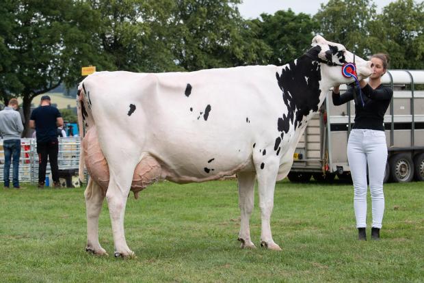 The Scottish Farmer: Overall dairy champion and show champion of champions was from the Blythebridge herd Ref:RH230722016 Rob Haining / The Scottish Farmer...
