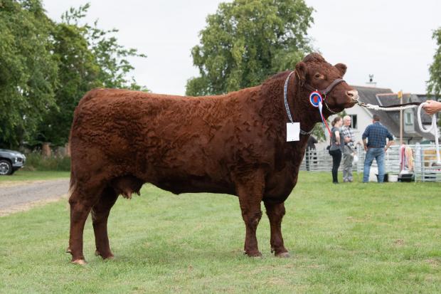 The Scottish Farmer: Over all supreme cattle champion was the AOB section winner from Rob and Iain Livesey Ref:RH230722012 Rob Haining / The Scottish Farmer...