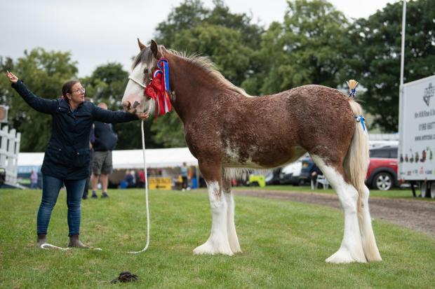 The Scottish Farmer: Doura Sorrento took the Clydesdale horse supreme for the Dunbars Ref:RH230722035 Rob Haining / The Scottish Farmer...