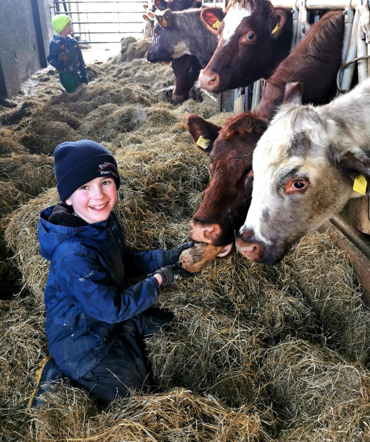 Archie Scott age 10 of Meikle Ittington Farm, Ardrossan hand feeding their pedigree Shorthorns their favourite treat of fodder beets