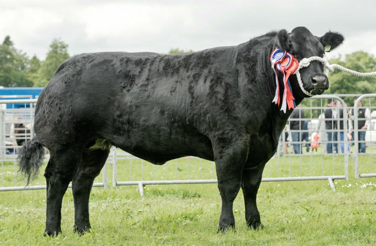 Ava 'Butt was reserve overall beef champion for Wilson Peters