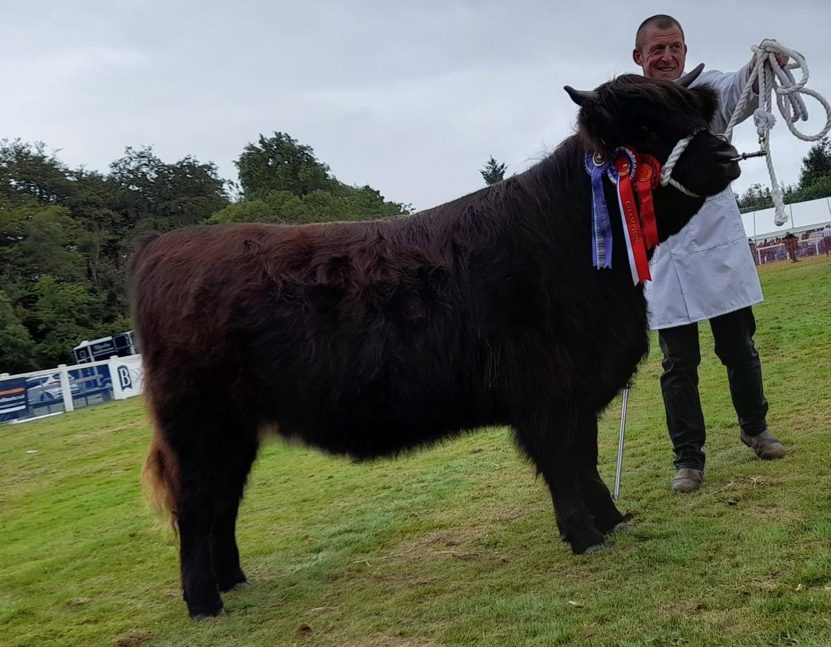 Highland champion was a yearling heifer from Simon Howie