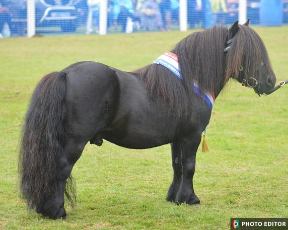 Supreme heavy horse was the eight-year-old miniature Shetland stallion, Alichbrae Cassius from Stevie and Kirsty McKay