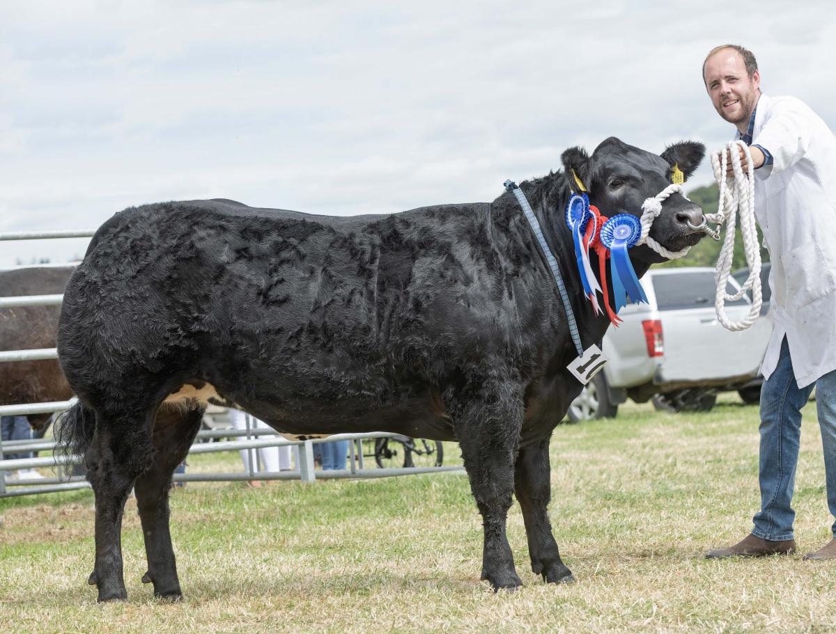 Cinderella from Michael Robertson and family was commercial champion and reserve inter-breed beef