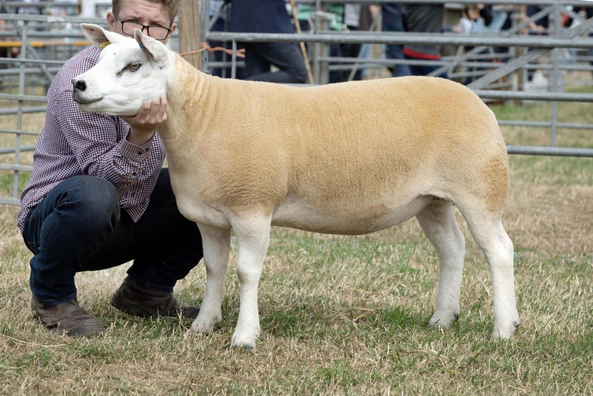 Gillian Adams won the Texel championship with this gimmer which went on to stand supreme sheep