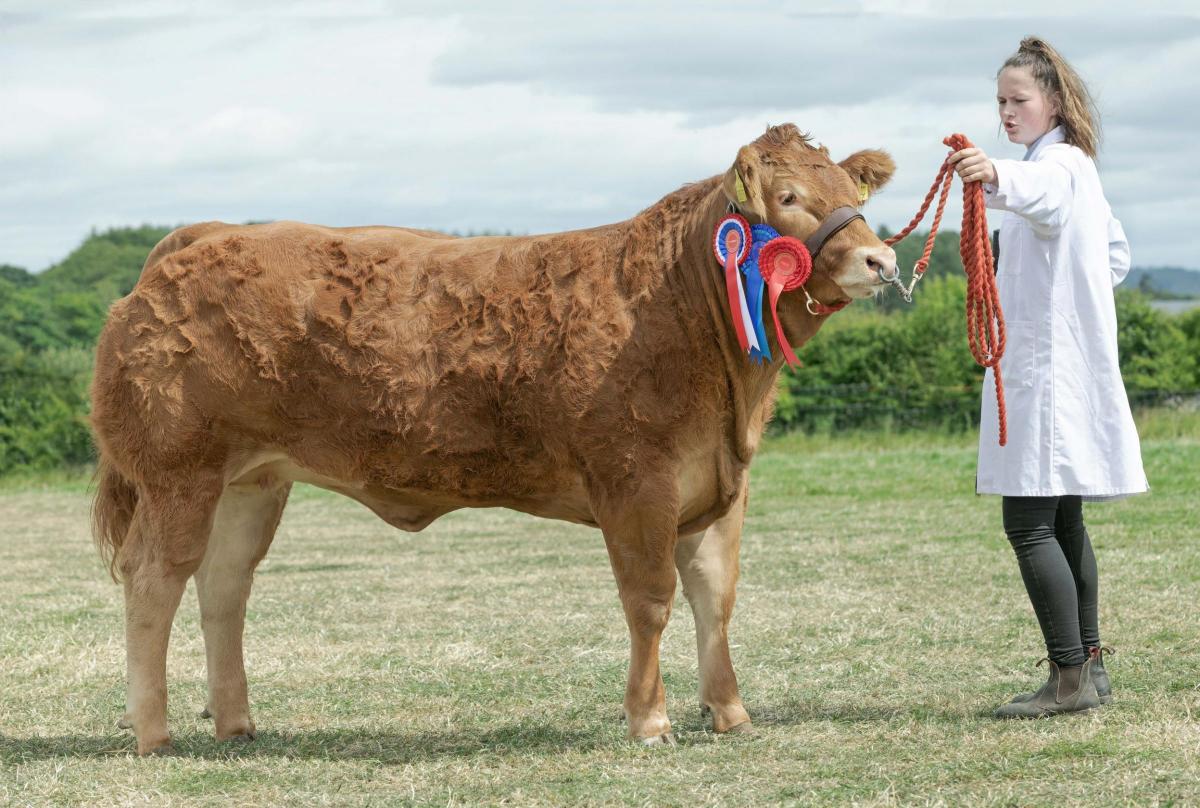 Westpit Silly was Limousin supreme for Ian Miller