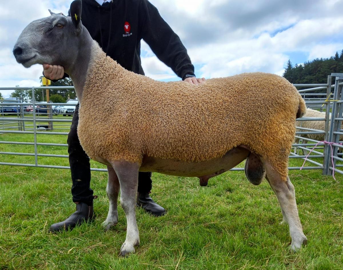 Bluefaced Leicester supreme and reserve inter-breed sheep from Matt Drummond