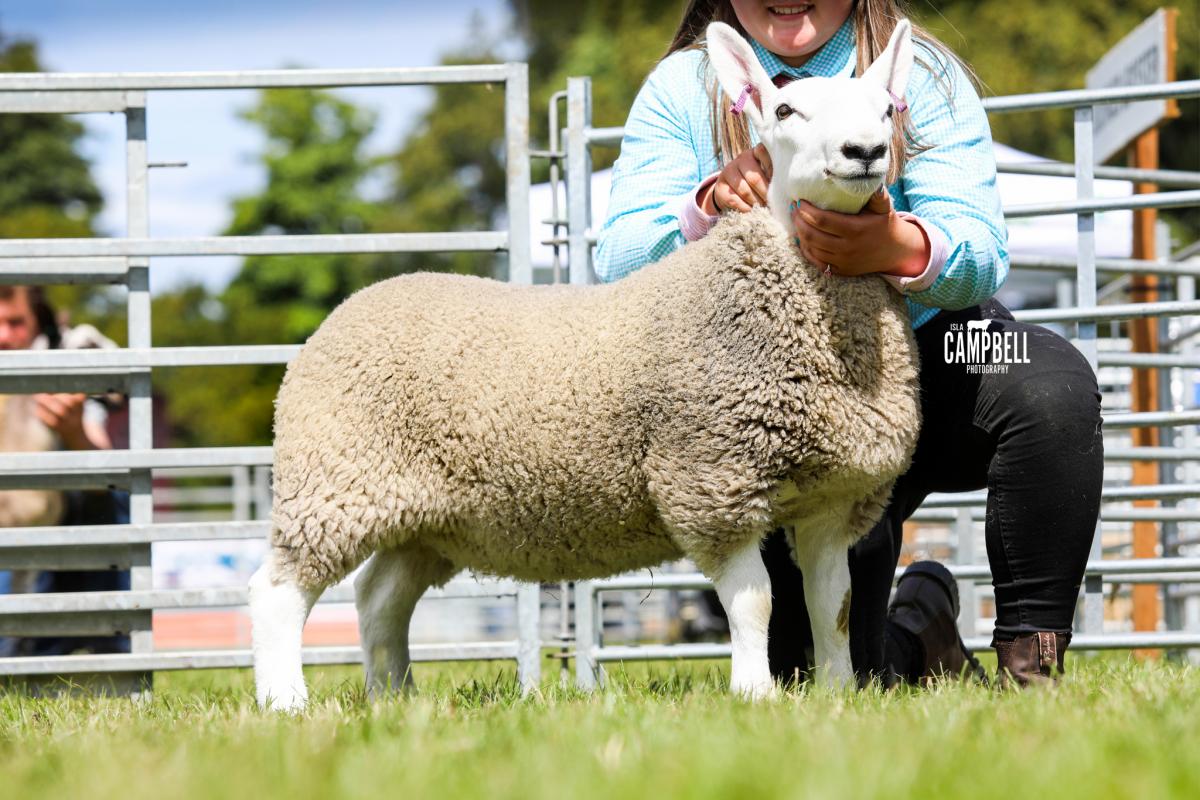 Cheviot champion was this ewe lamb from Kirst Turnbull   Pic - Isla Campbell