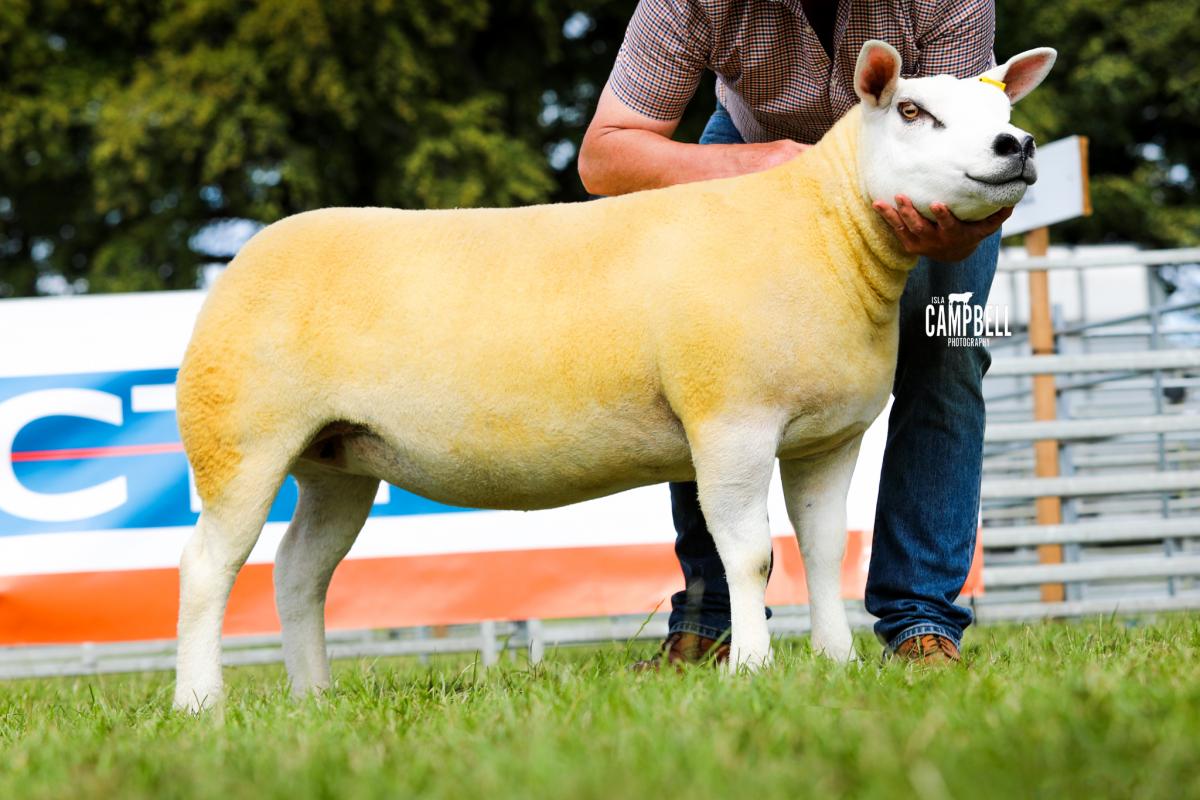 Heading the champion of champions line-up was this Texel gimmer from Davy Preacher  Pic - Isla Campbell