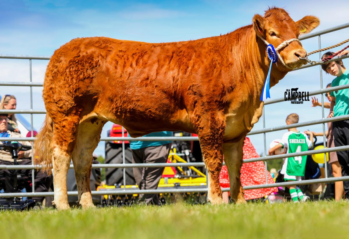 reserve pure-bred beef champion was Annanview Rea from Wester Middleton   Pic - Isla Campbell