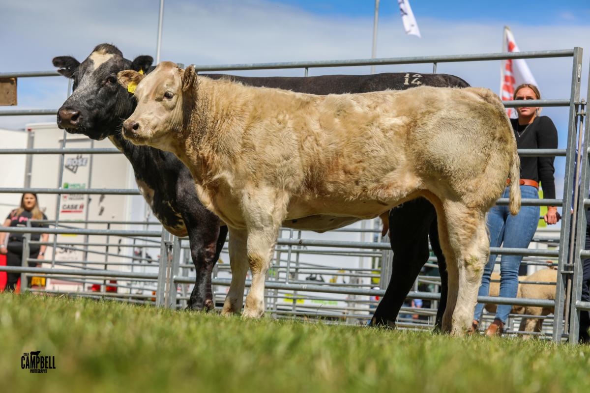 The beef champions, a cow and calf combination from Ross Farms   Pic - Isla Campbell