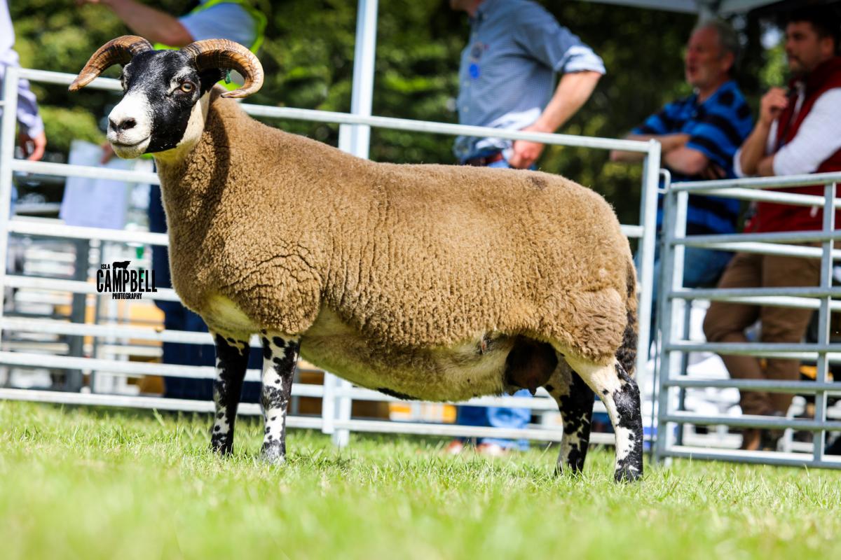 This Mitchehill Blackface ewe was reserve inter-breed sheep for the Kennedys   Pic - Isla Campbell