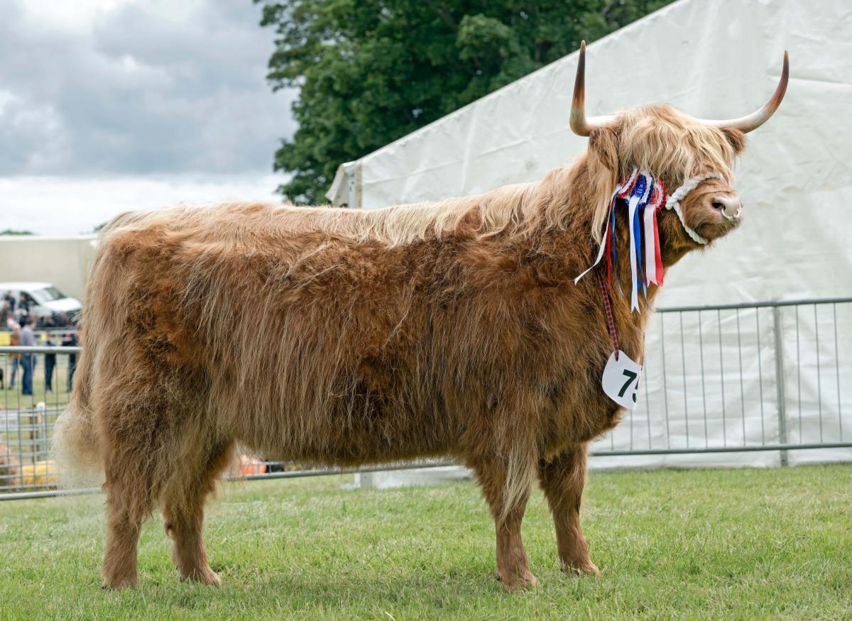 Champion Highlander from Heather Corrigall's Earn fold brought out by Greame Easton