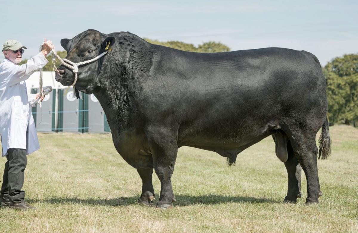 Logie Endresult, a four-year-old bull from James Arnott was Aberdeen-Angus champion and reserve overall beef