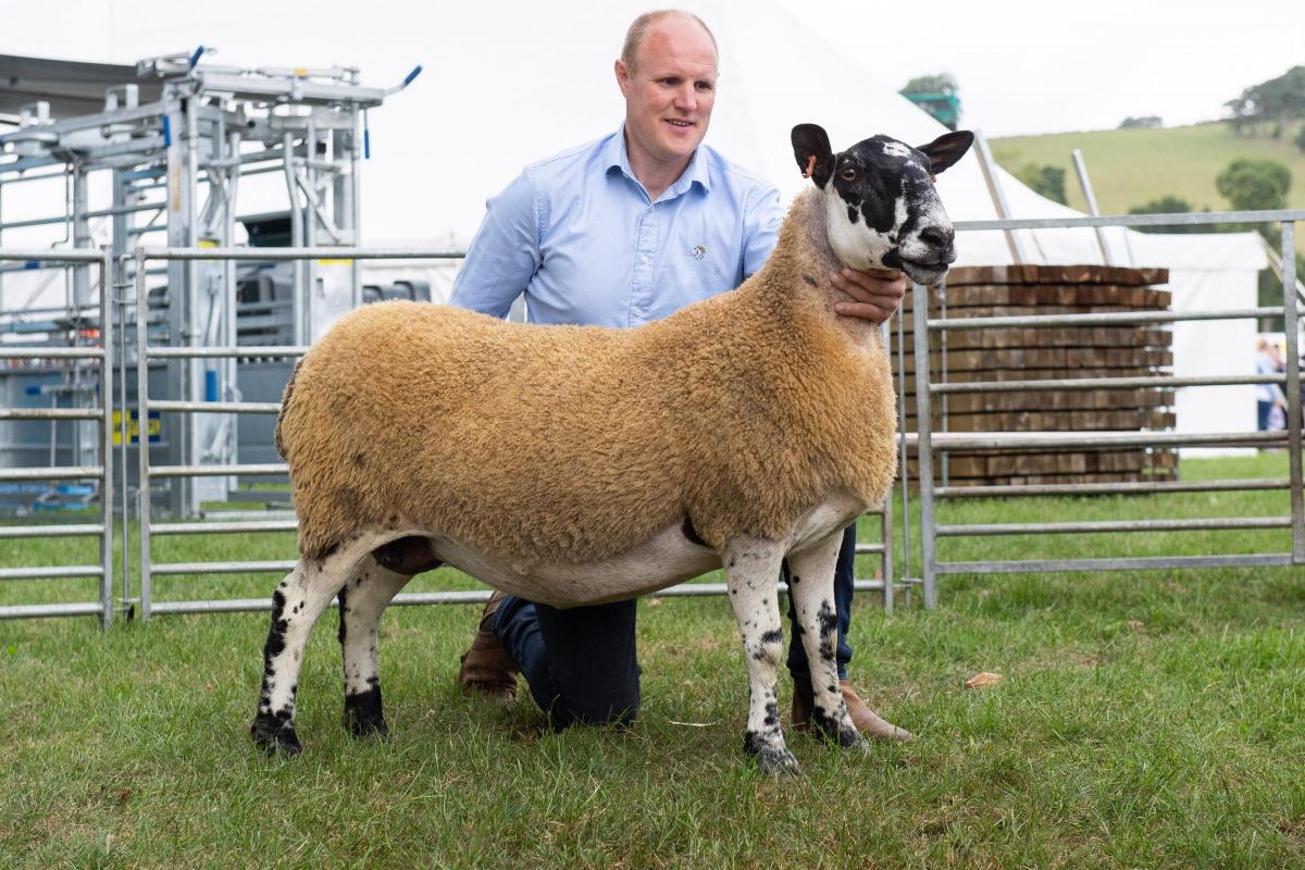Alan Warnock took the Mule top ticket with the ewe Ref:RH230722021  Rob Haining / The Scottish Farmer...