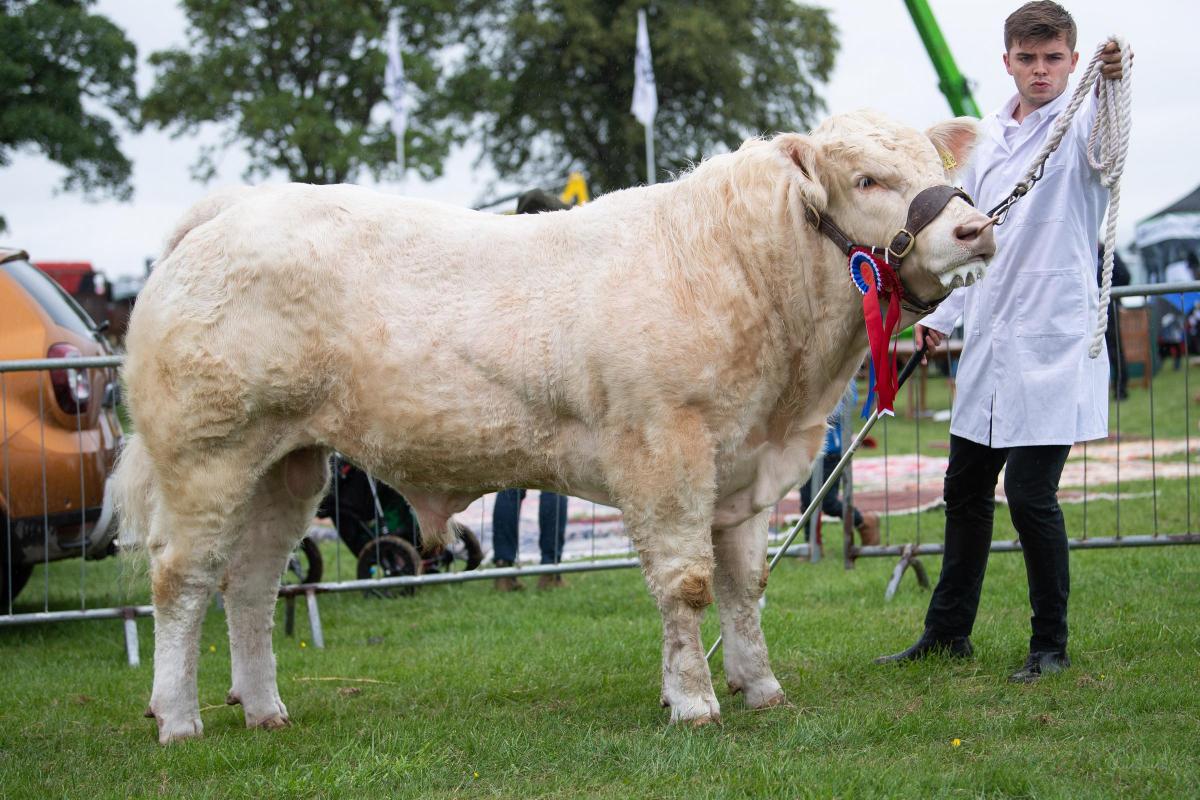 Charolais champion was from the Wight family  Ref:RH230722031  Rob Haining / The Scottish Farmer...