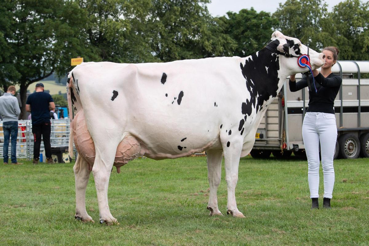 Overall dairy champion and show champion of champions  was from the Blythebridge herd Ref:RH230722016  Rob Haining / The Scottish Farmer...