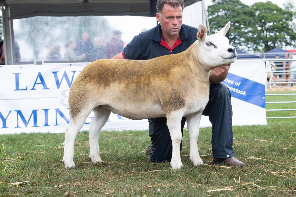 Supreme sheep champion was the Texel from the Clarks Ref:RH230722025  Rob Haining / The Scottish Farmer...
