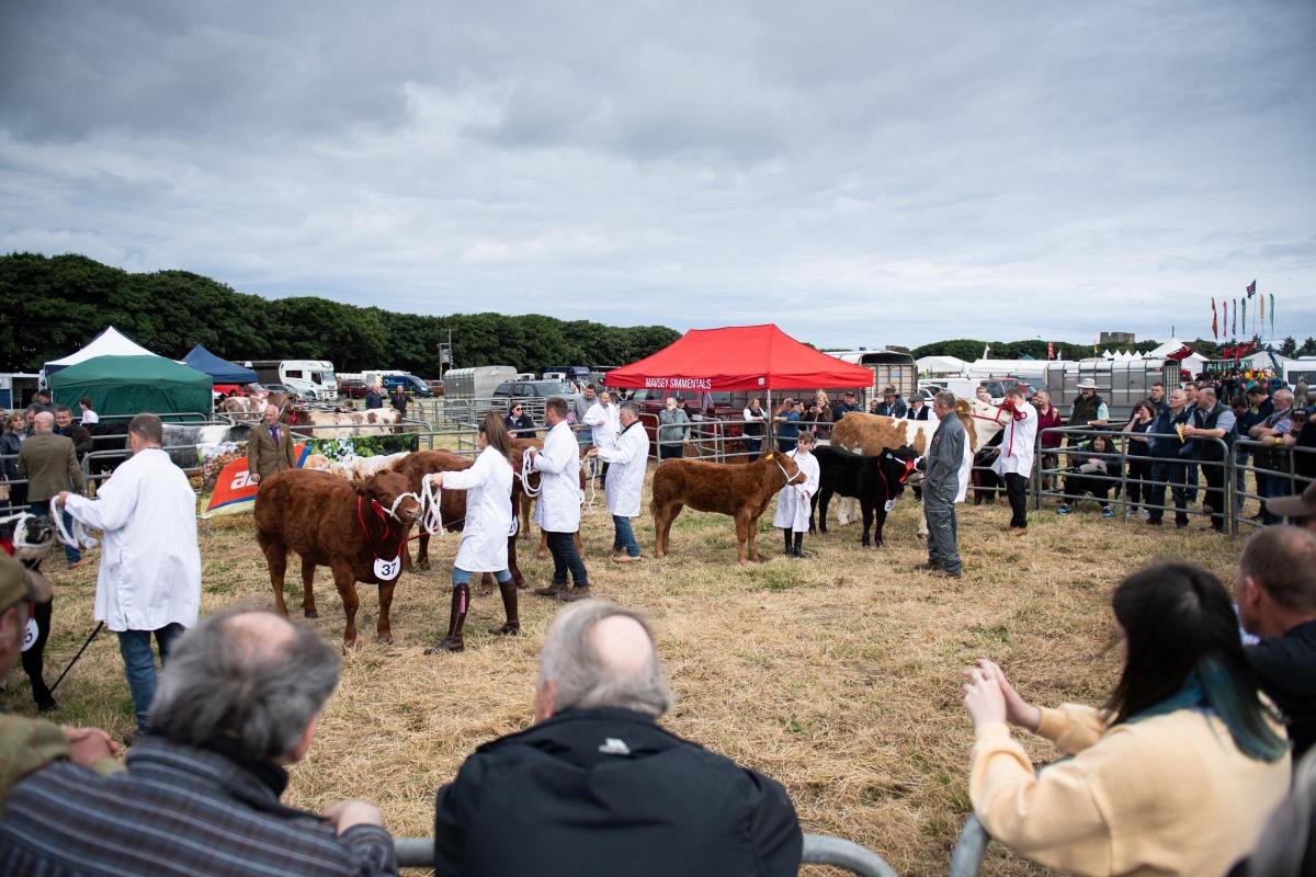 Busy ring as spectators watch as the Commercial cattle judging comes to a conclusion Ref:RH160722289  Rob Haining / The Scottish Farmer...