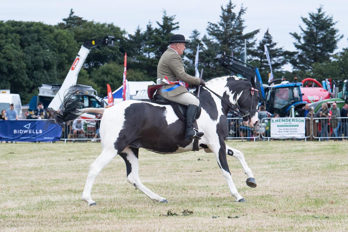 Champion horse and overall show champion was Independent Boy from G Harrold, ridden by James Munro Ref:RH160722312  Rob Haining / The Scottish Farmer...