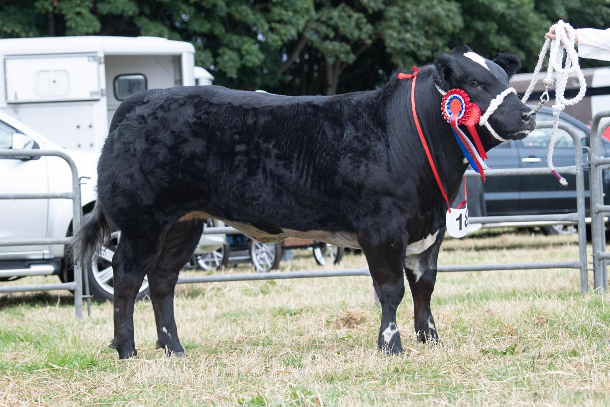 Commercial and overall cattle champion was Jacket Potato, from the Munro family    Ref:RH160722294  Rob Haining / The Scottish Farmer...