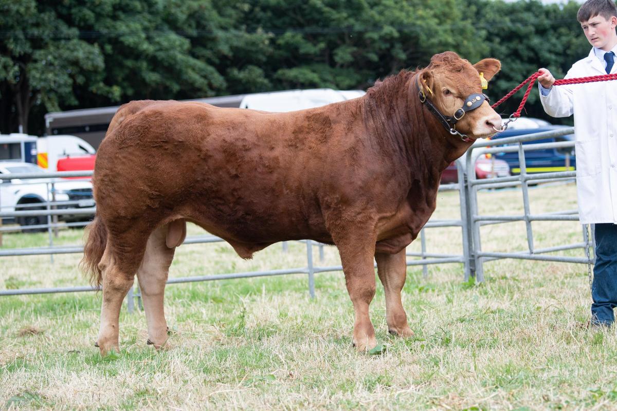 Continental champion was the Limousin from the Oag family  Ref:RH160722300  Rob Haining / The Scottish Farmer...