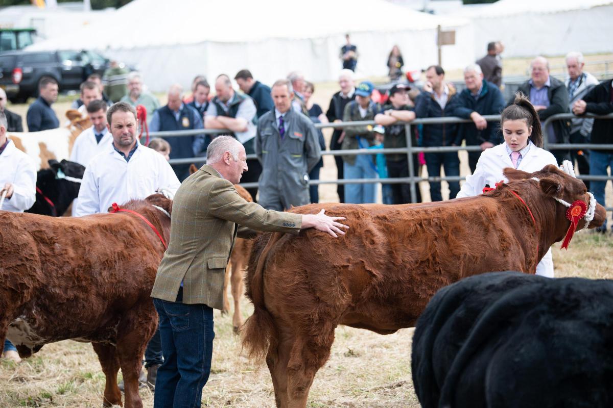 Robert Marshall doing his final checks before tapping out his commercial cattle champion Ref:RH160722292  Rob Haining / The Scottish Farmer...