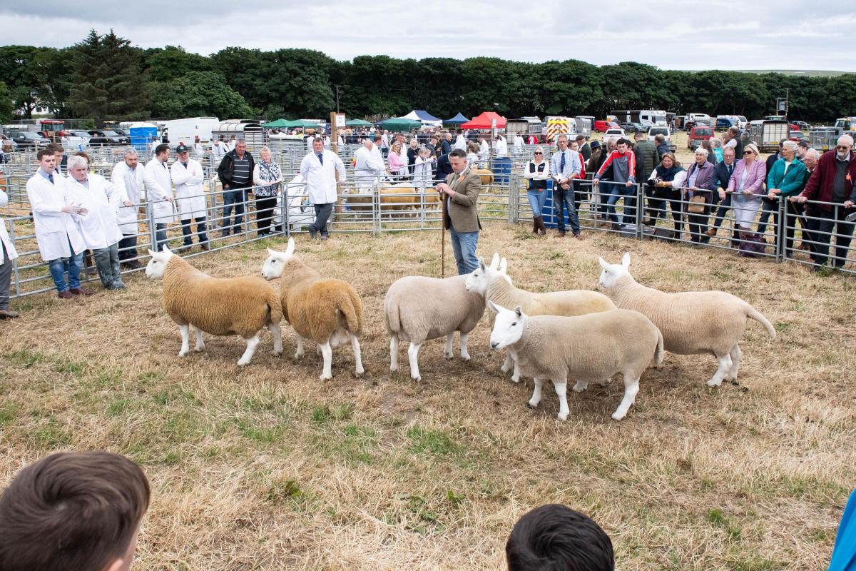 Spectators look on as  judge Alastair Armstrong makes his way through the North Country Cheviot classes  Ref:RH160722275  Rob Haining / The Scottish Farmer...
