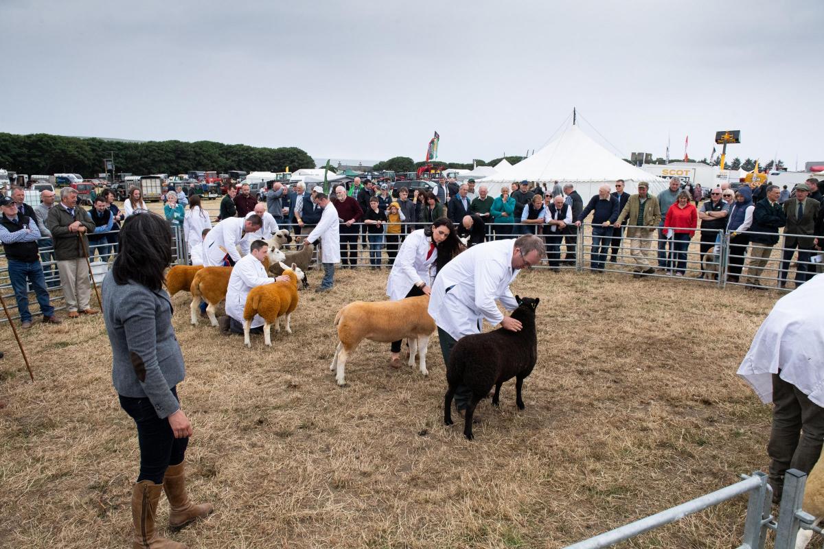The crowd gather round the sheep ring as Hazel McNee comes to her final decision in the sheep inter-breed   Ref:RH160722303  Rob Haining / The Scottish Farmer...