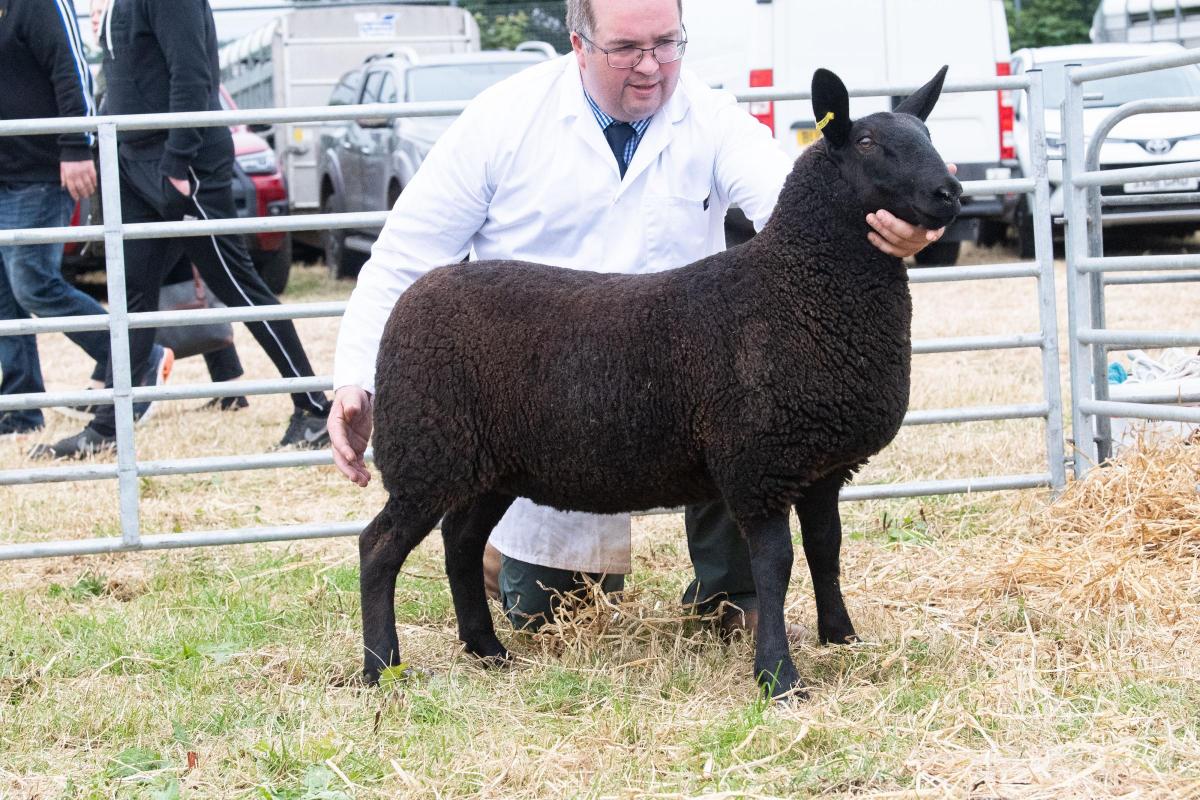 The Sutherlands Cross sheep champion Ref:RH160722308  Rob Haining / The Scottish Farmer...
