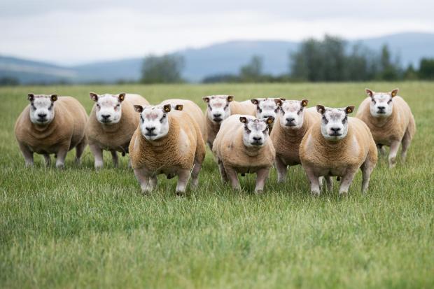Group of shearling that are bound for the Carlisle premier sale Ref:RH280722020  Rob Haining / The Scottish Farmer...