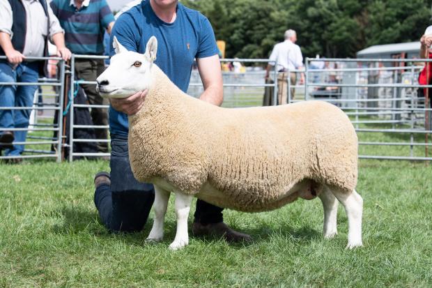 The Scottish Farmer: Inter-breed sheep champion was the Cheviot from the Douglas family Ref:RH300722116 Rob Haining / The Scottish Farmer...