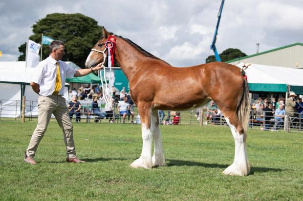 The Scottish Farmer: Clydesdale champion was from J and C Fairbairn Ref:RH300722130 Rob Haining / The Scottish Farmer...