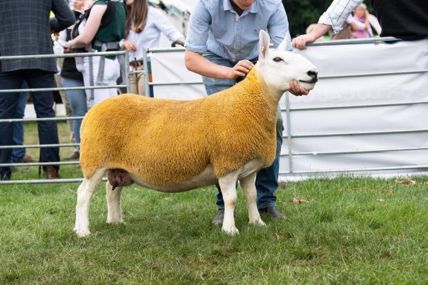 The Scottish Farmer: North Country Cheviot champion was the ewe from the Runciman family Ref:RH300722098 Rob Haining / The Scottish Farmer...